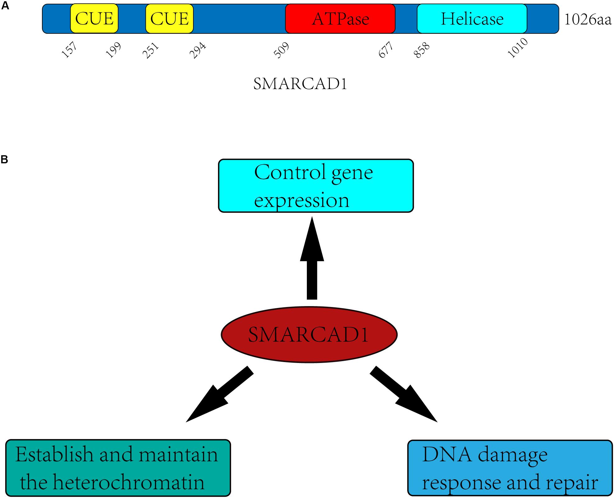 med hensyn til Relaterede kanal Frontiers | The Mechanism of Chromatin Remodeler SMARCAD1/Fun30 in Response  to DNA Damage | Cell and Developmental Biology