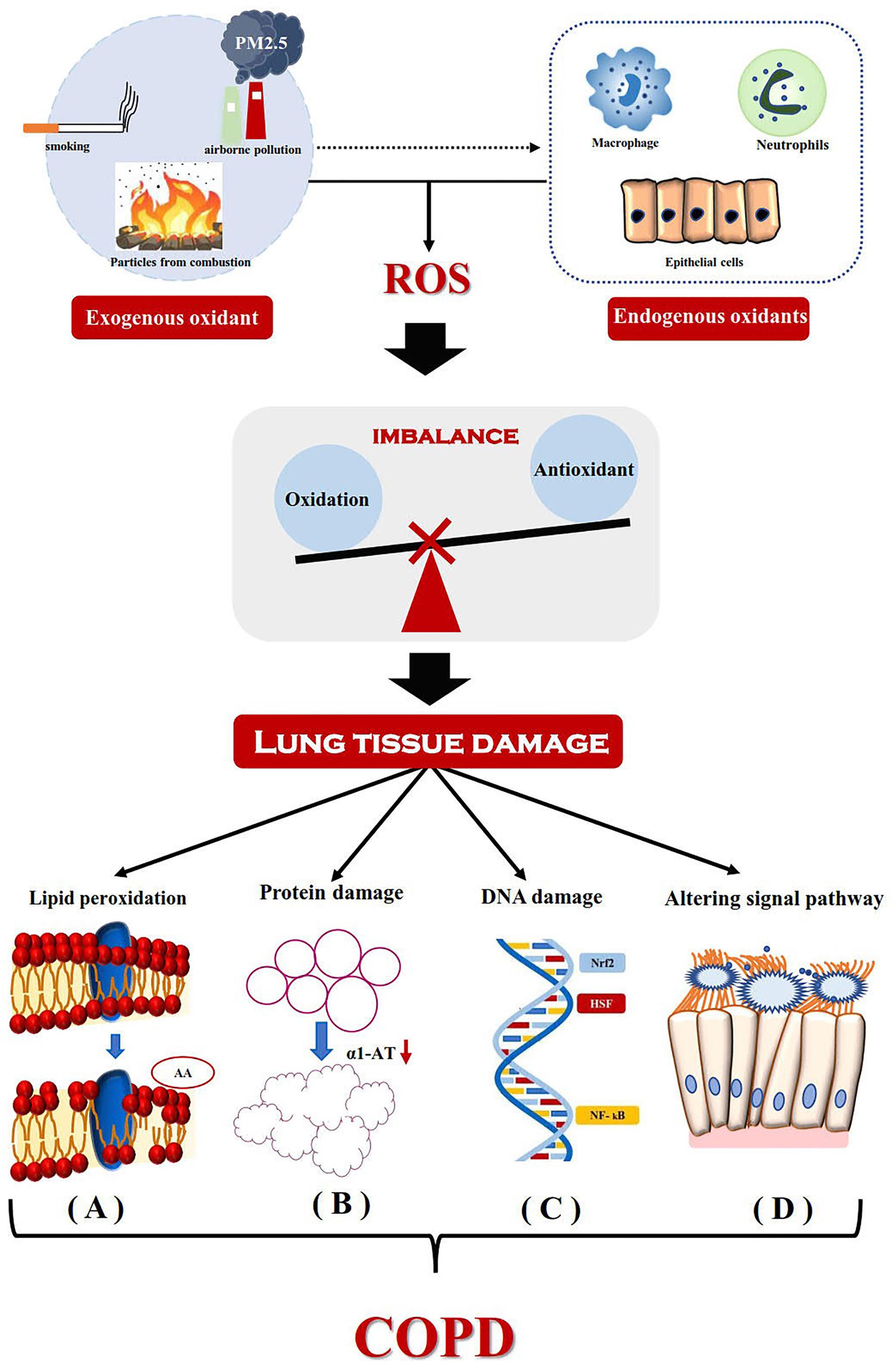 Frontiers | DNA Methylation: A Potential Biomarker of Chronic