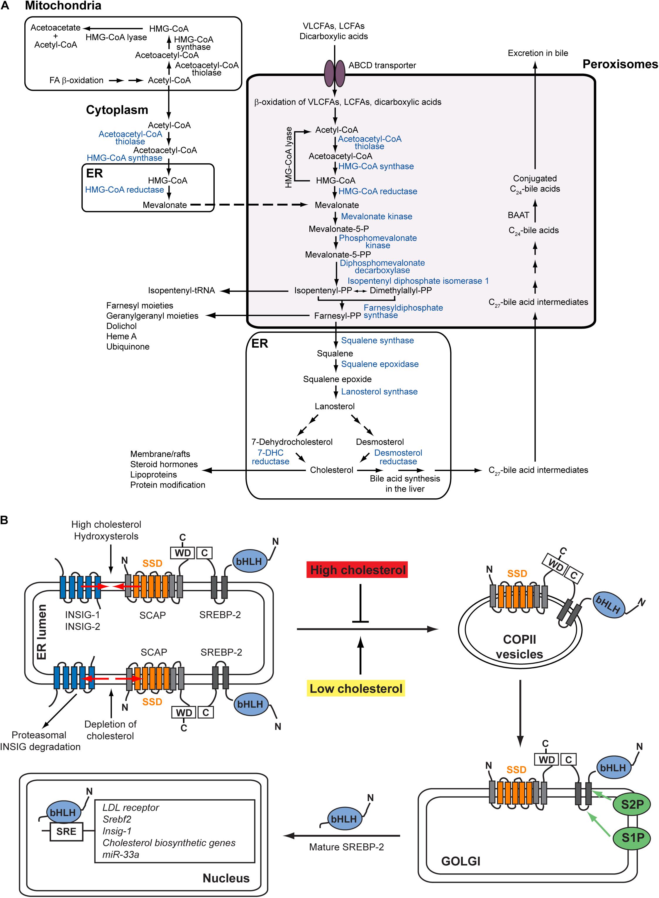 Frontiers Fatty acid uptake in Trypanosoma brucei: Host resources and possible mechanisms