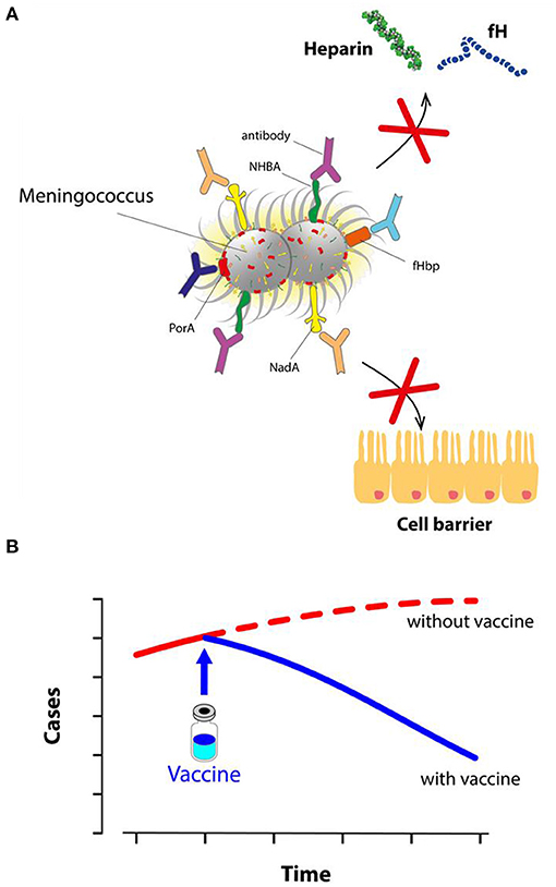 איור 3 - הגנה חיסונית כנגד מנינגוקוקוס B.