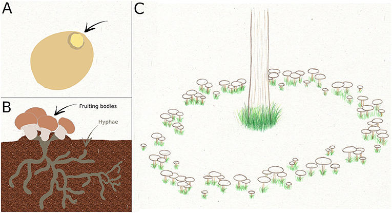 The Dark Side of Fungi: How They Cause Diseases in Plants · Frontiers for  Young Minds