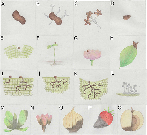 types of fungi on humans