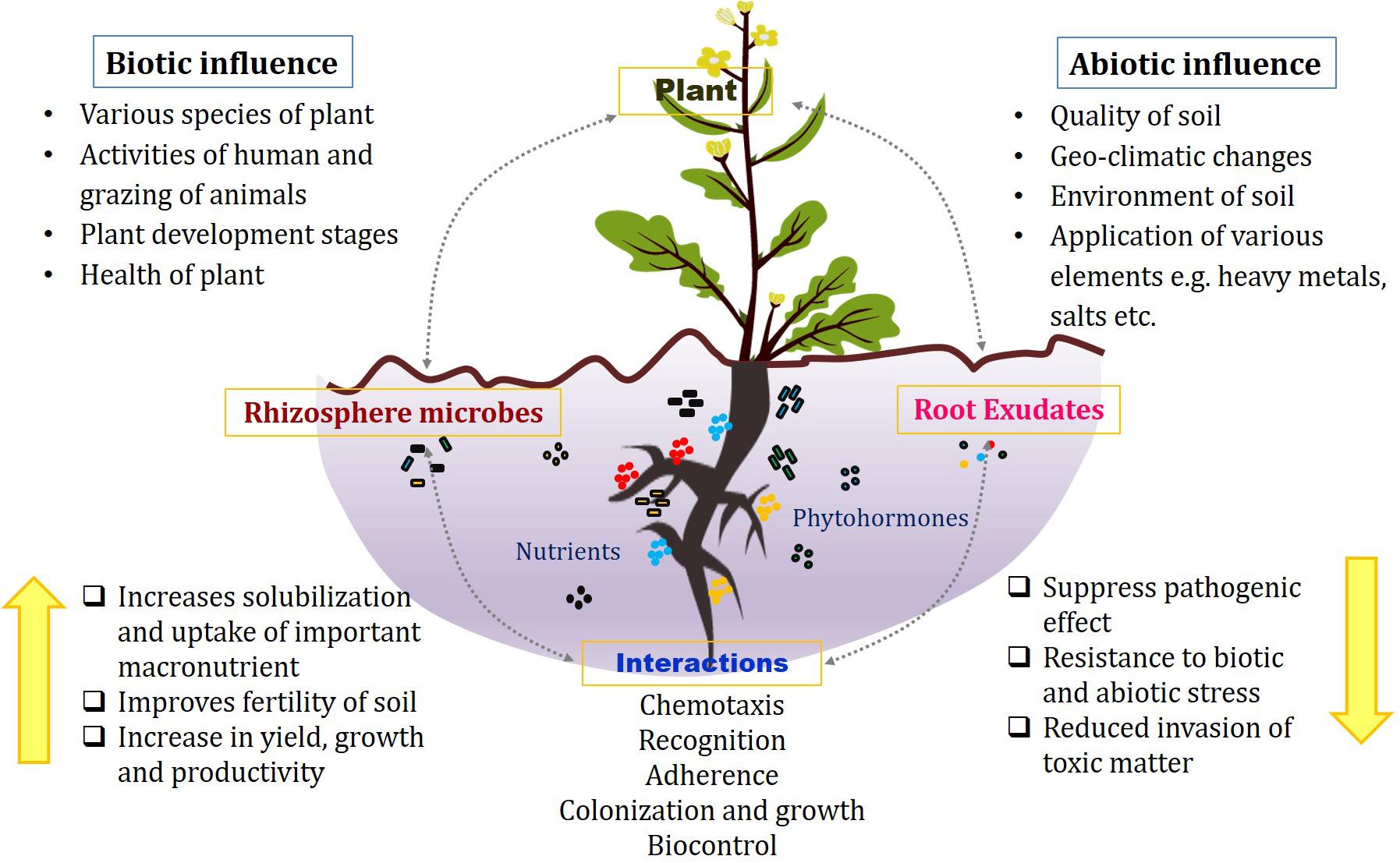 research on plant microbe interactions