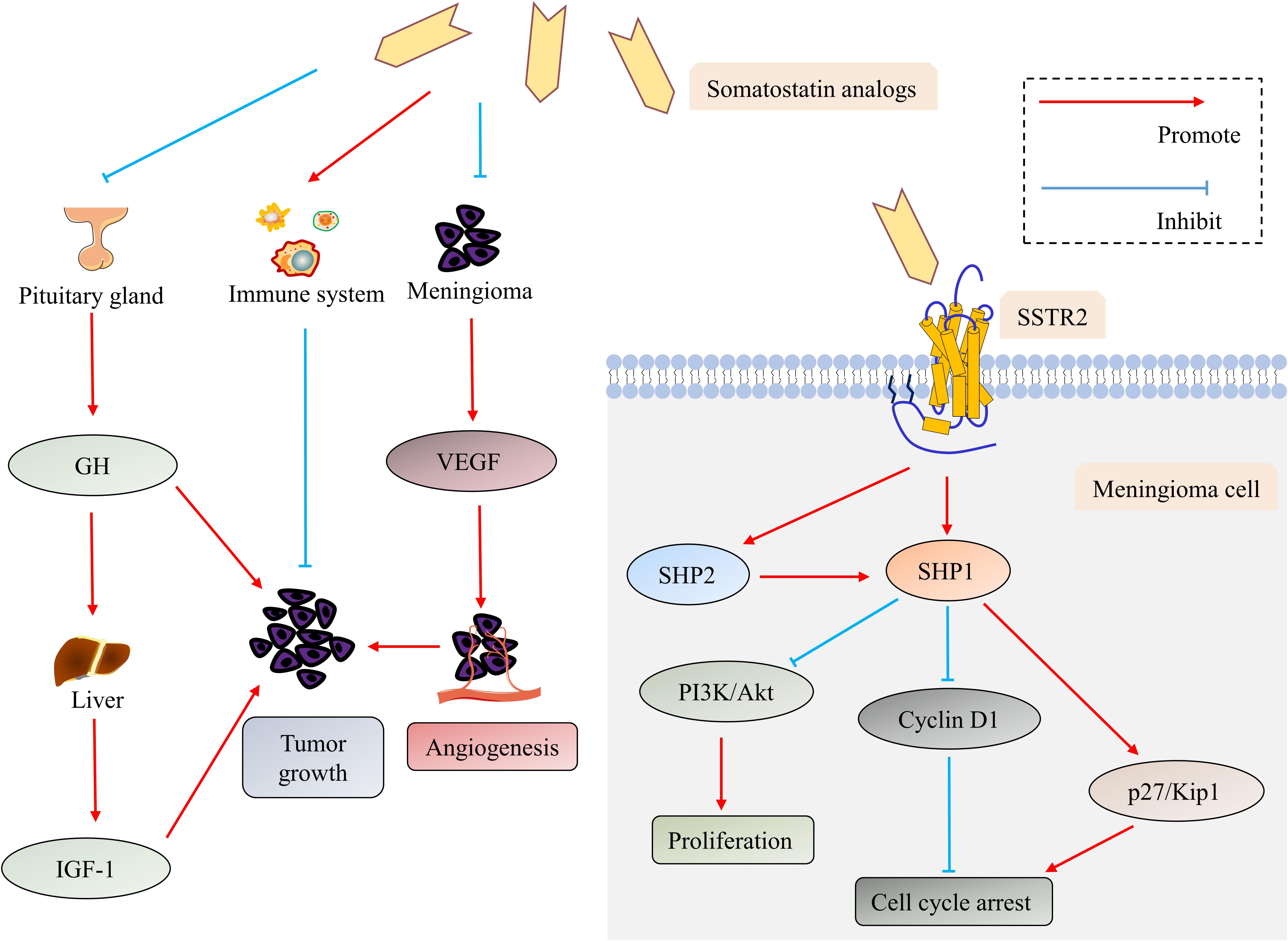 Frontiers Clinical Significance Of Somatostatin Receptor Sstr 2 In Meningioma