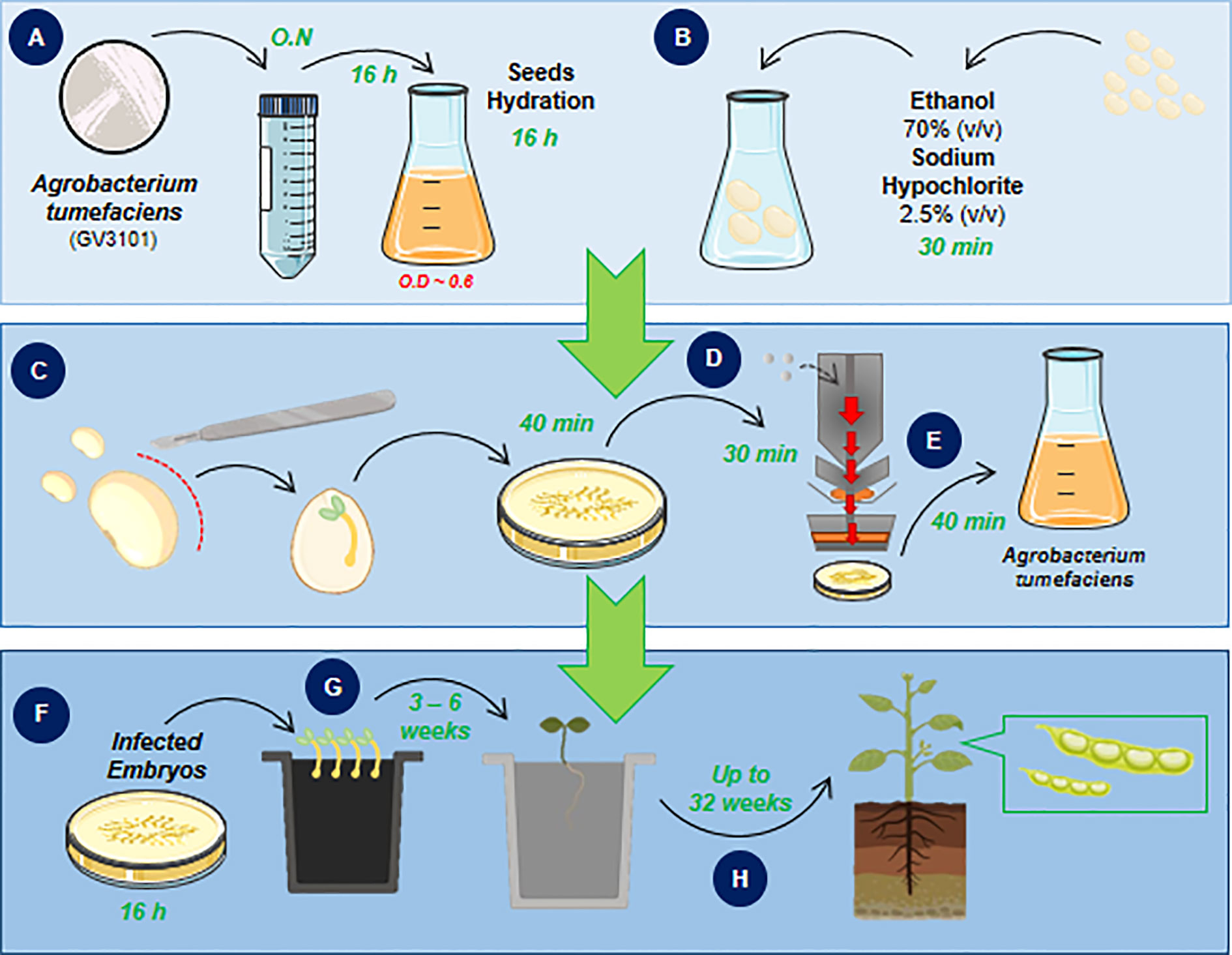 Frontiers | Soybean Embryonic Axis Transformation: Combining Biolistic ...