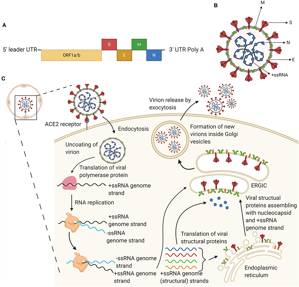 Frontiers | The Long Road Toward COVID-19 Herd Immunity: Vaccine ...