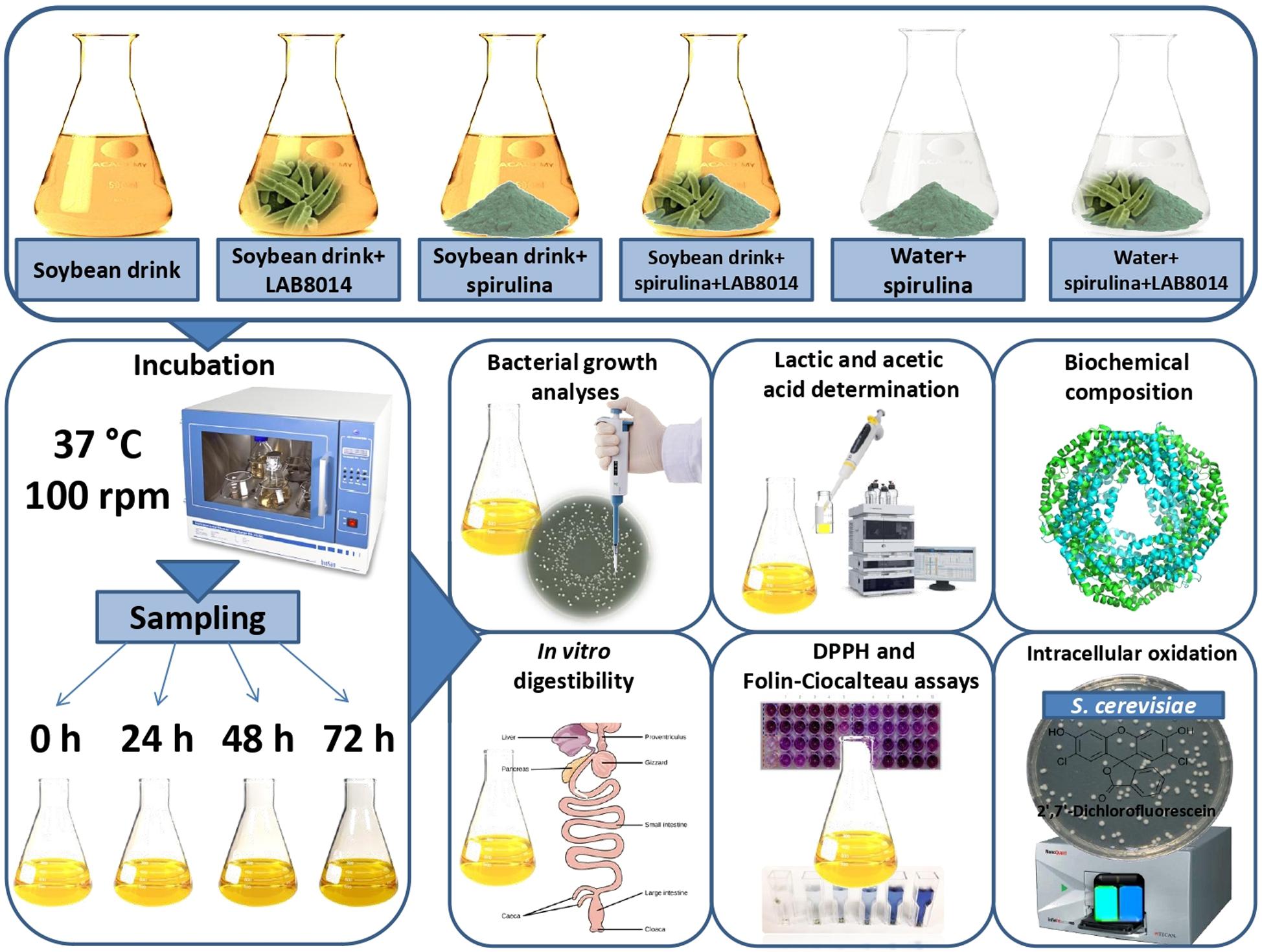 Frontiers  Lactic Acid Fermentation of Arthrospira platensis (Spirulina)  in a Vegetal Soybean Drink for Developing New Functional Lactose-Free  Beverages