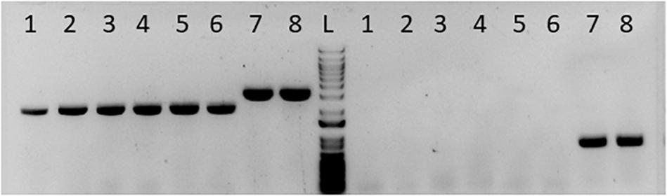Frontiers The Metabolism Of Clostridium Ljungdahlii In Phosphotransacetylase Negative Strains And Development Of An Ethanologenic Strain Bioengineering And Biotechnology
