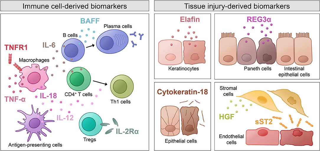 PDF) Age-related immune cell dynamics influence outcomes after allogeneic  haematopoietic cell transplantation