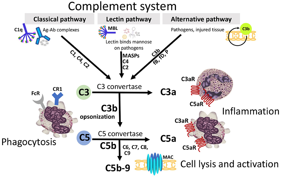 Complement system (CS) is a crucial component of the innate immune response, consisting of a series of proteins that work together to enhance the ability of antibodies and phagocytic cells to clear pathogens from an organism. It plays a vital role in immune surveillance, inflammation, and the elimination of pathogens, as well as in the modulation of adaptive immunity.