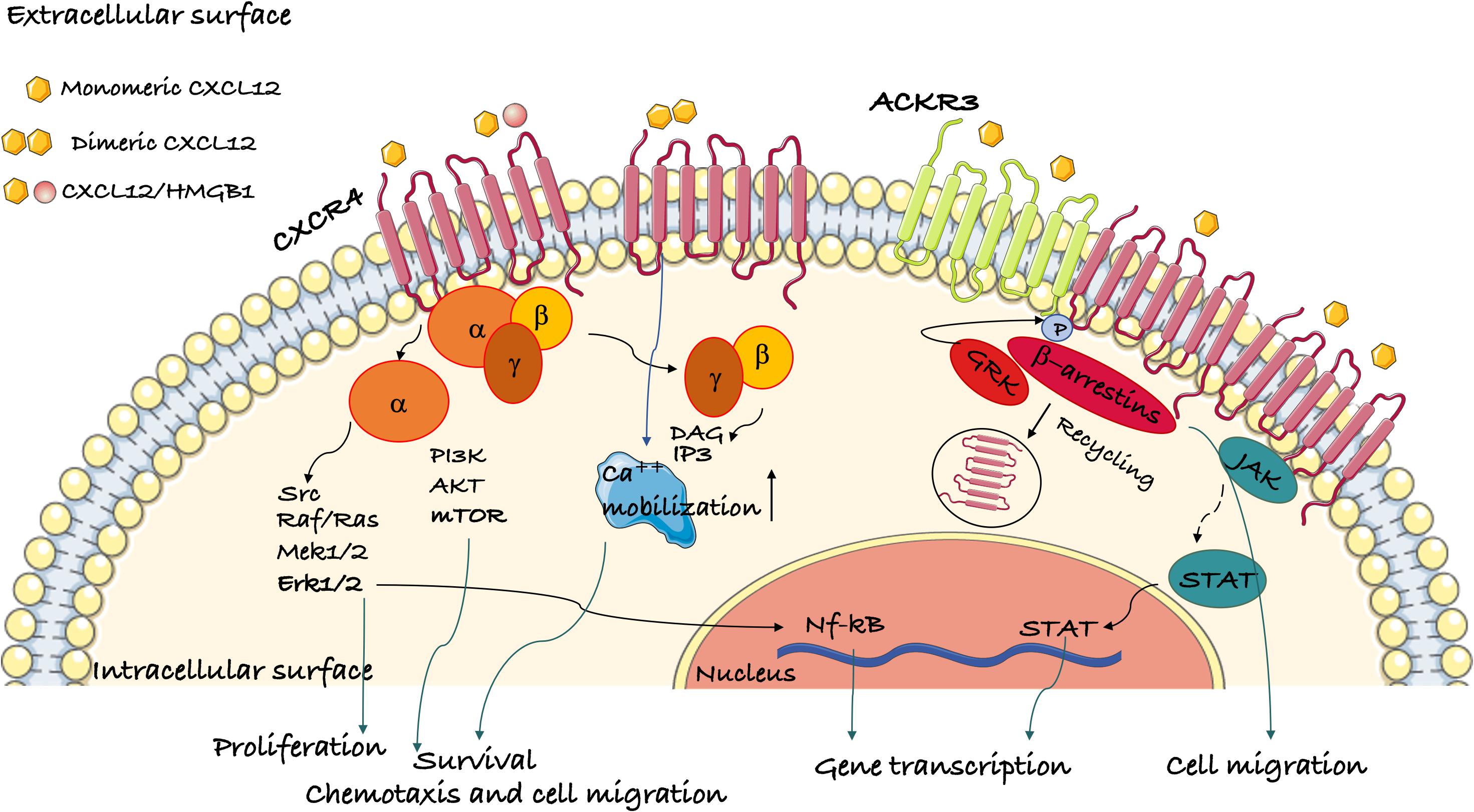 Frontiers The Chemokine Receptor Cxcr4 In Cell Proliferation And Tissue Regeneration Immunology