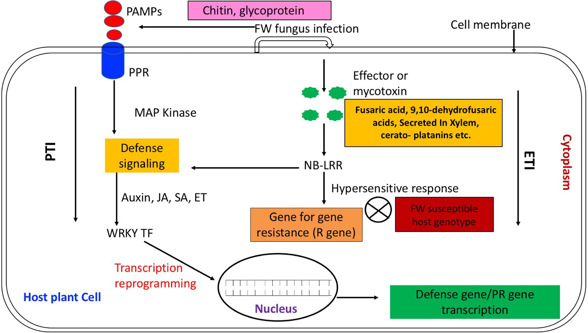 Frontiers  Characterization of fungal pathogens and germplasm