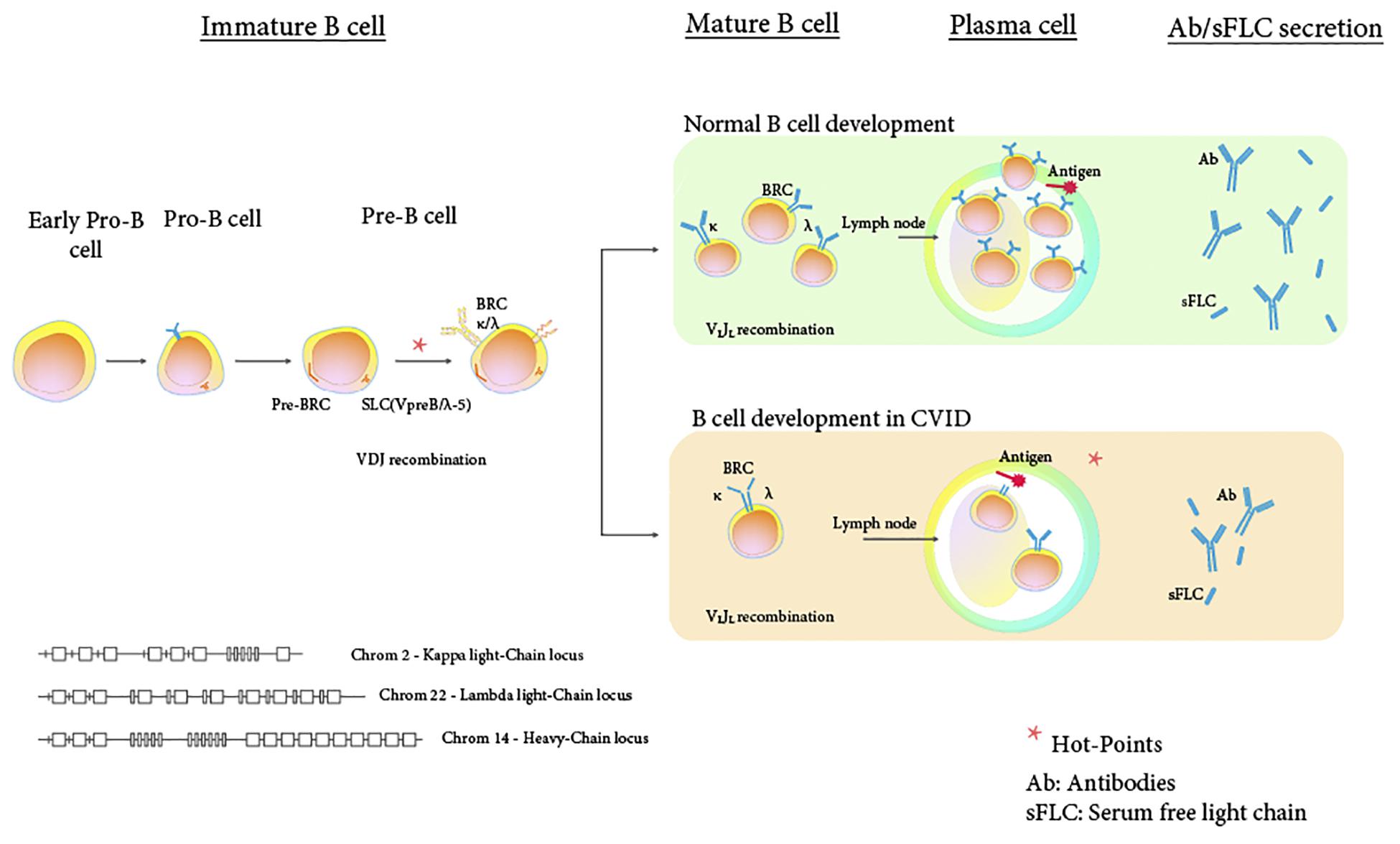 Frontiers Serum Immunoglobulins Light Chains: Common Feature of Common Variable Immunodeficiency?