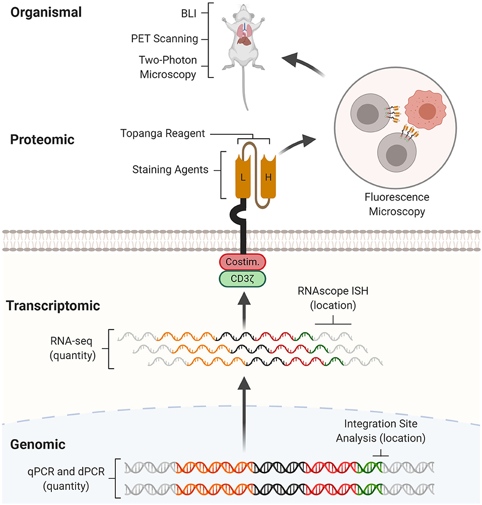 Novel engineered chimeric engulfment receptors trigger T cell effector  functions against SIV-infected CD4+ T cells: Molecular Therapy - Methods &  Clinical Development