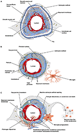 Frontiers | Structural and Functional Remodeling of the Brain ...