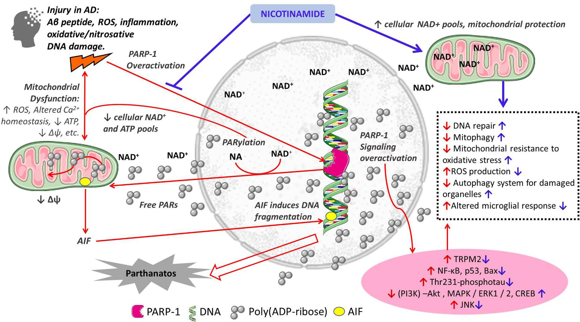 Парп 1. Parp1 nad Poly ADP ribosylation. Parp1 над +. Nicotine mechanism of Action.