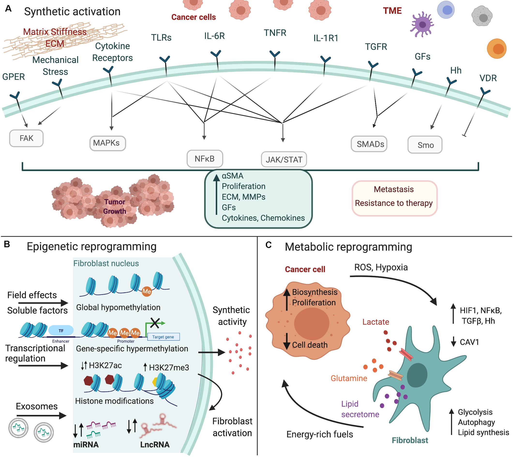 PDF) Caveolin-1 regulates EGFR signaling in MCF-7 breast cancer cells and  enhances gefitinib-induced tumor cell inhibition