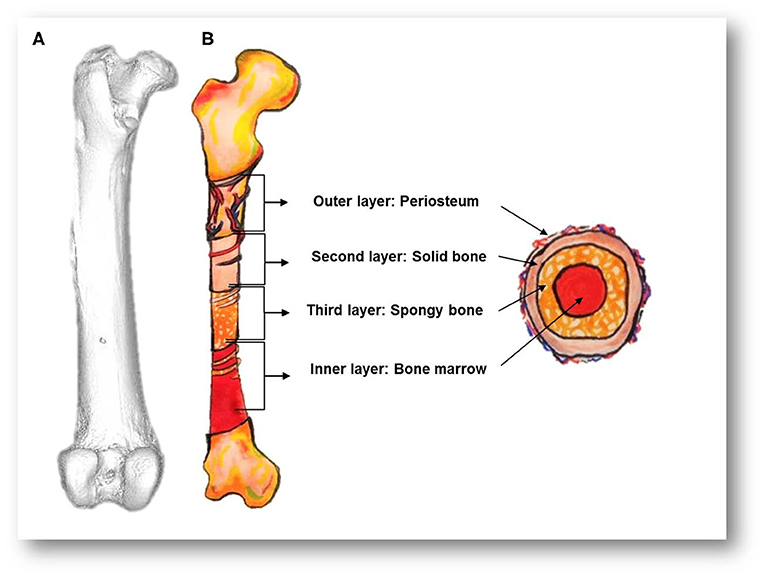 Figure 1 - (A) A micro-CT image of a guinea pig femur bone.