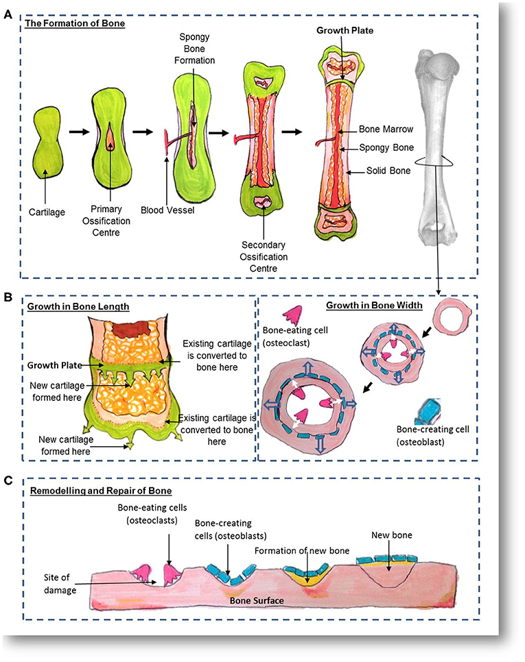 Figure 2 - (A) How bone is created; (B) how bone grows; and (C) how bone remodels and repairs.