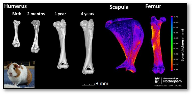 Figure 3 - Micro-CT images of guinea pig bones.