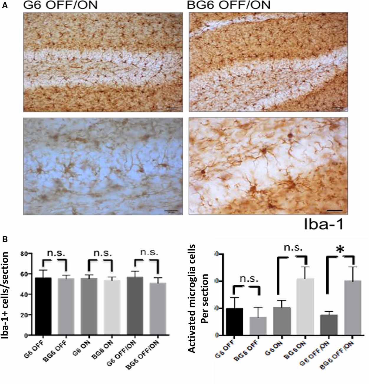 Frontiers Overexpression Of Gsk 3b In Adult Tet Off Gsk 3b Transgenic Mice And Not During Embryonic Or Postnatal Development Induces Tau Phosphorylation Neurodegeneration And Learning Deficits Molecular Neuroscience
