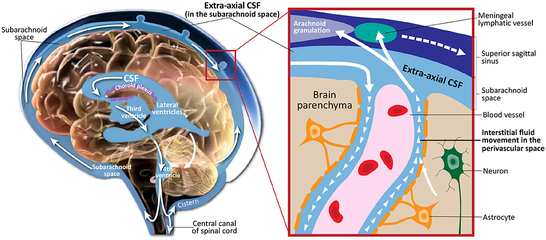 Frontiers A Novel Method For High Dimensional Anatomical Mapping Of