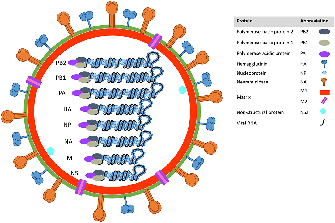 Frontiers | Influenza A Virus in Swine: Epidemiology, Challenges and  Vaccination Strategies