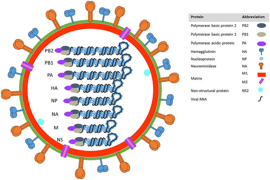 Frontiers Influenza A Virus in Swine Epidemiology, Challenges and