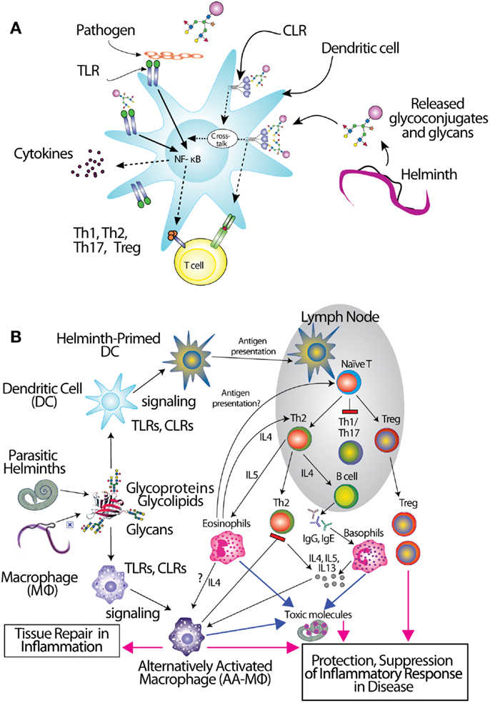 Frontiers | Glycoconjugates in Host-Helminth Interactions ... human dendritic cells diagram 