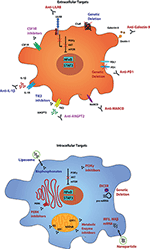Frontiers | Analyzing One Cell at a TIME: Analysis of Myeloid Cell ...