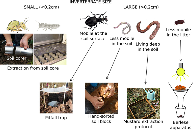 Figure 1 - Methods of sampling and studying soil invertebrates.