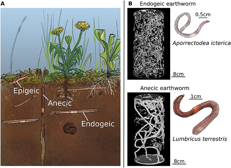 Earthworms and Their Role in Greenhouse Gas Emissions · Frontiers for Young  Minds