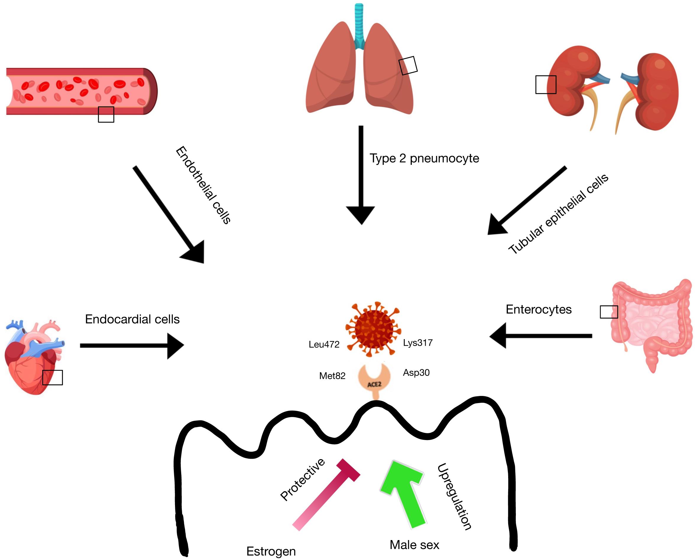 Frontiers What S Sex Got To Do With Covid 19 Gender Based Differences In The Host Immune Response To Coronaviruses Immunology