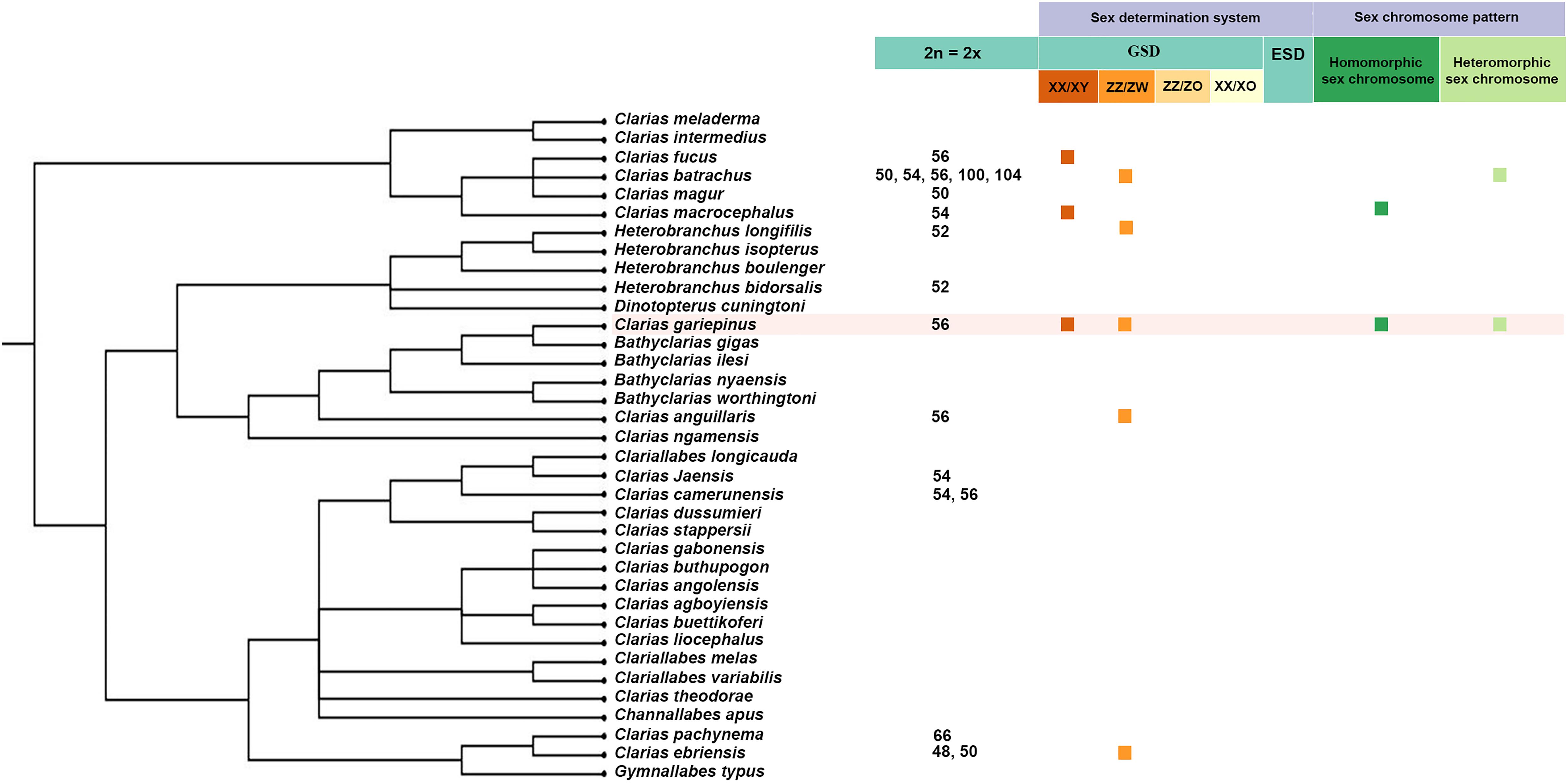 Frontiers An Investigation Of Zz Zw And Xx Xy Sex Determination Systems In North African Catfish Clarias Gariepinus Burchell 12 Genetics