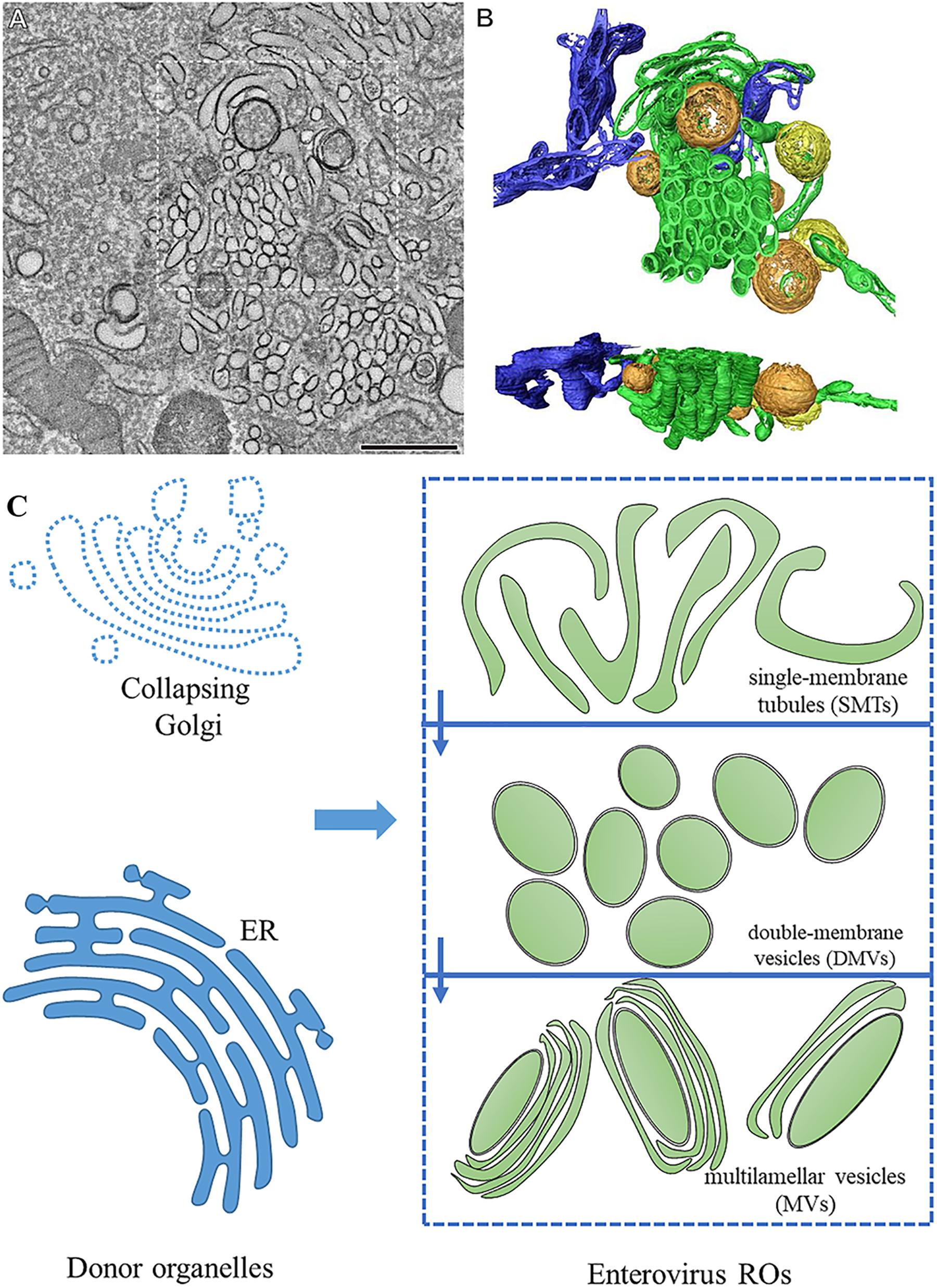 Frontiers | Enterovirus Replication Organelles and Inhibitors of Their Formation Frontiers | Enterovirus Replication Organelles and Inhibitors of Their Formation