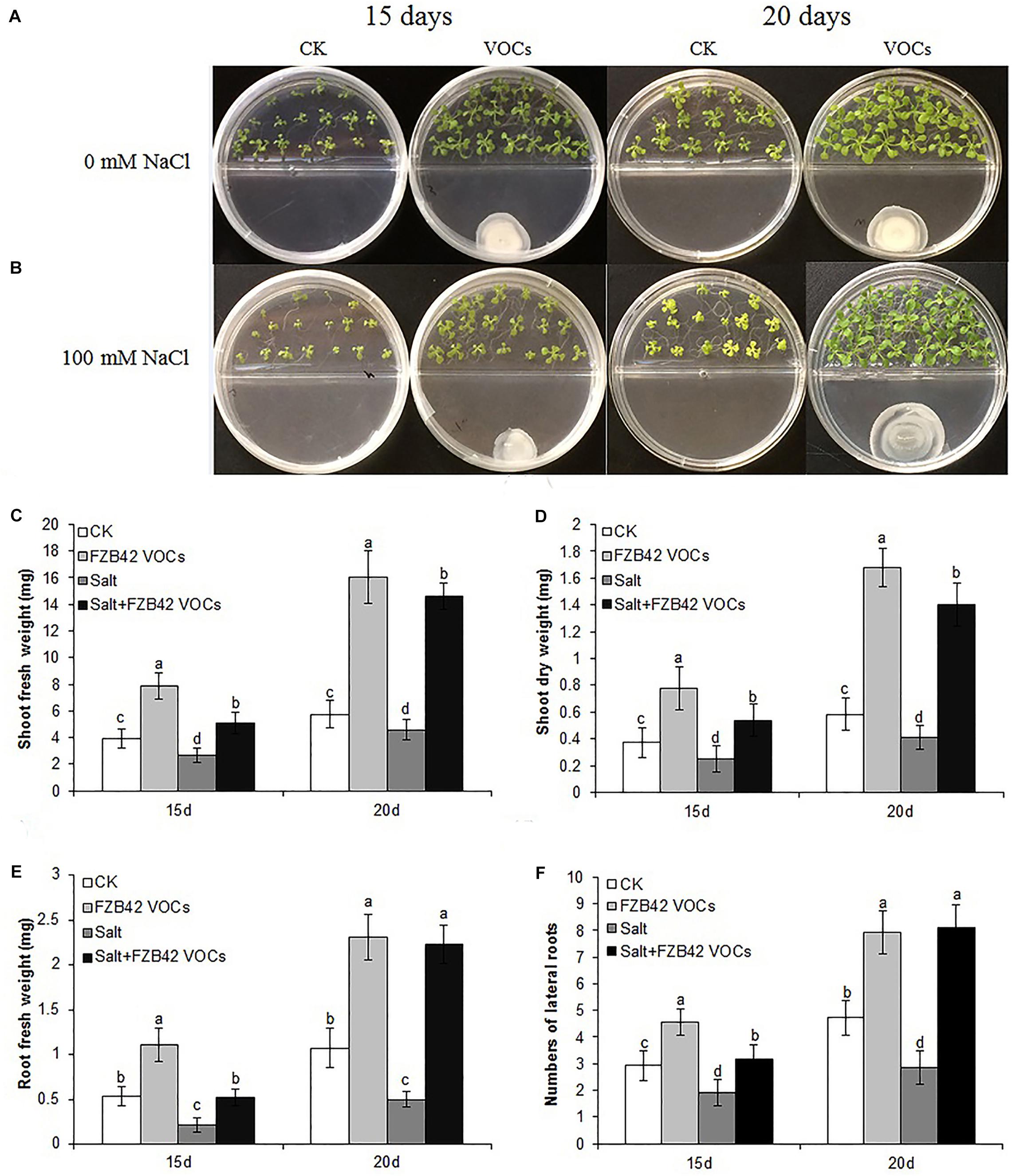 Frontiers Induction Of Salt Tolerance In Arabidopsis Thaliana By