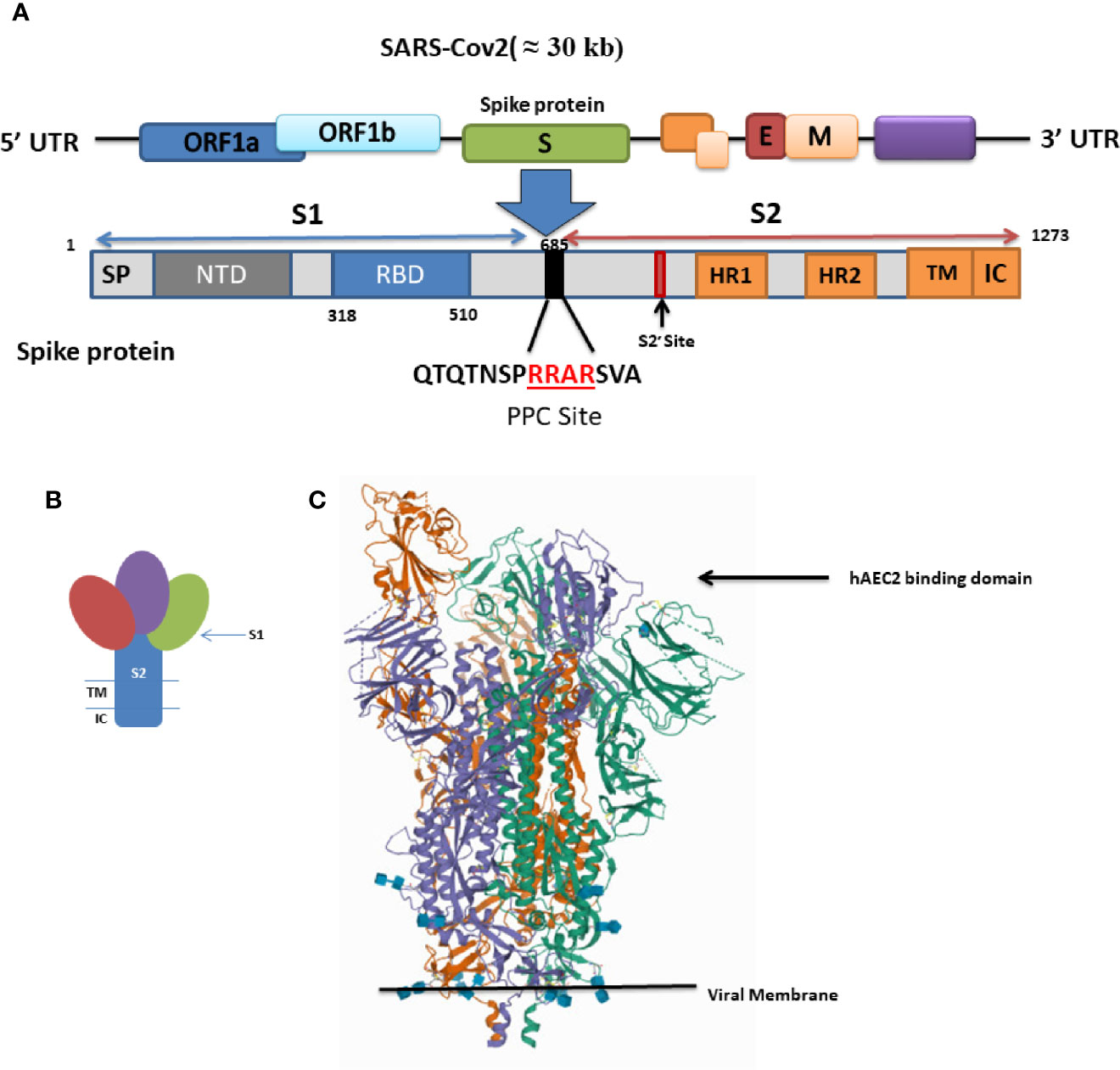 Frontiers Covid 19 Molecular And Cellular Response Cellular And Infection Microbiology Frontiers Covid 19 Molecular And Cellular Response Cellular And Infection Microbiology