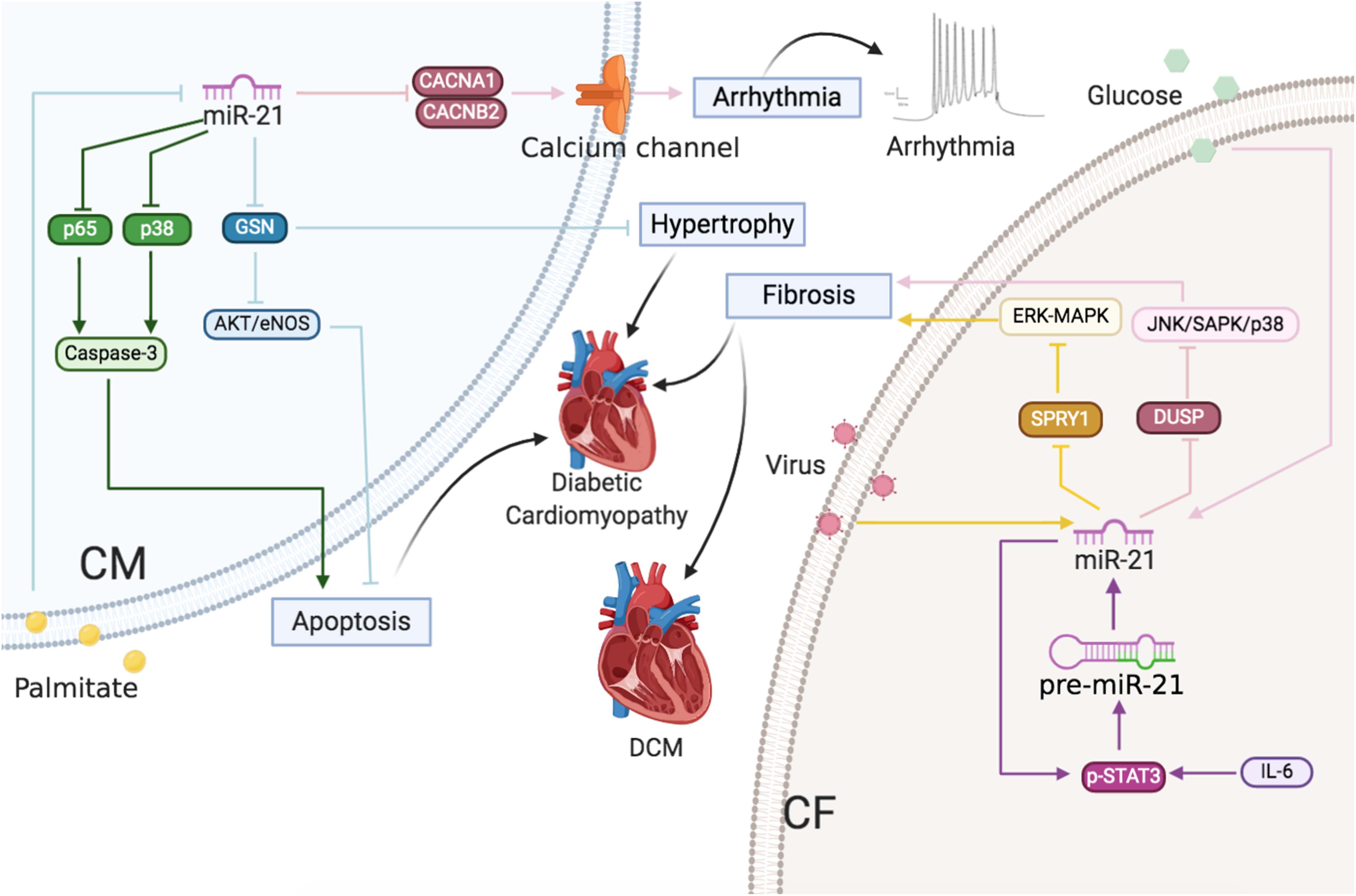 MicroRNA-21 as a regulator of human cumulus cell viability and its