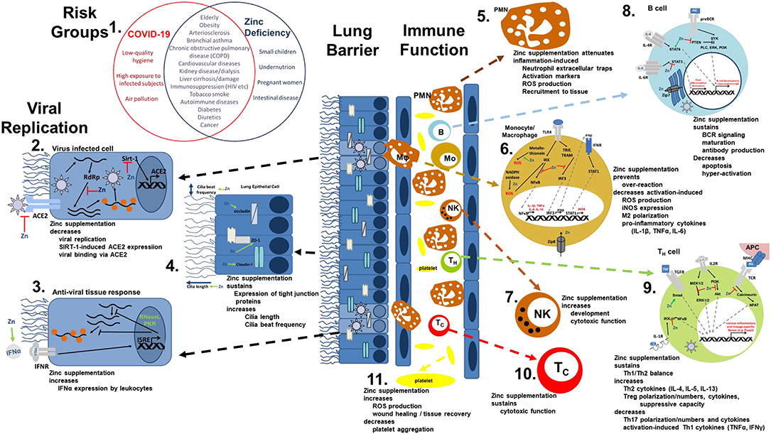 Frontiers The Potential Impact Of Zinc Supplementation On Covid 19 Pathogenesis Immunology