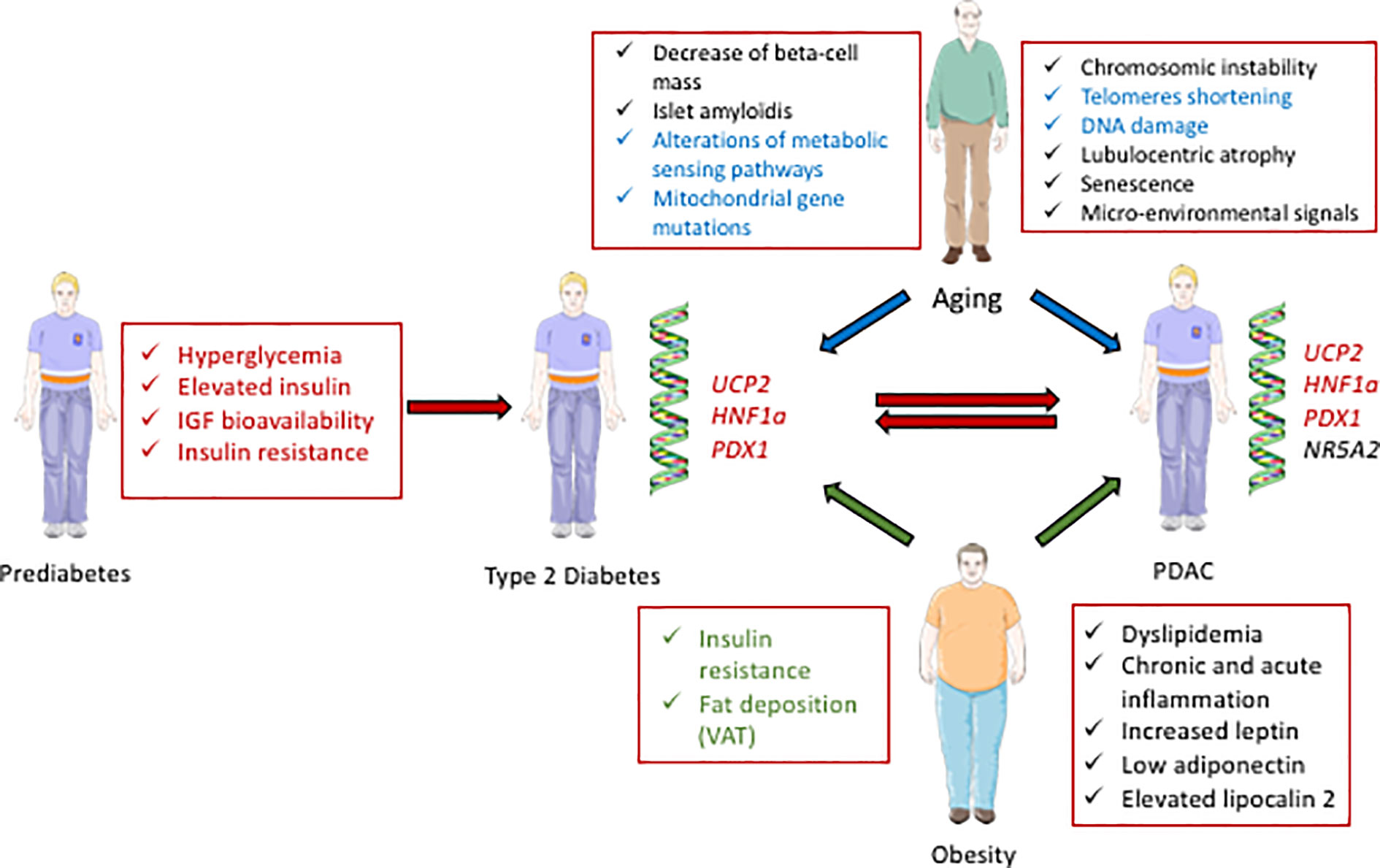 diabetes obesity metabolism journal impact factor