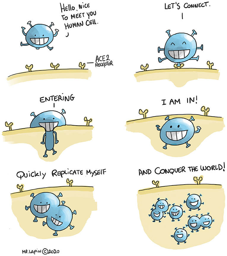 Figure 2 - Through attaching to the ACE 2 receptors, found on many human cells, the virus enters and gives the cell instructions to produce numerous copies of itself, so the virus can invade more and more cells.