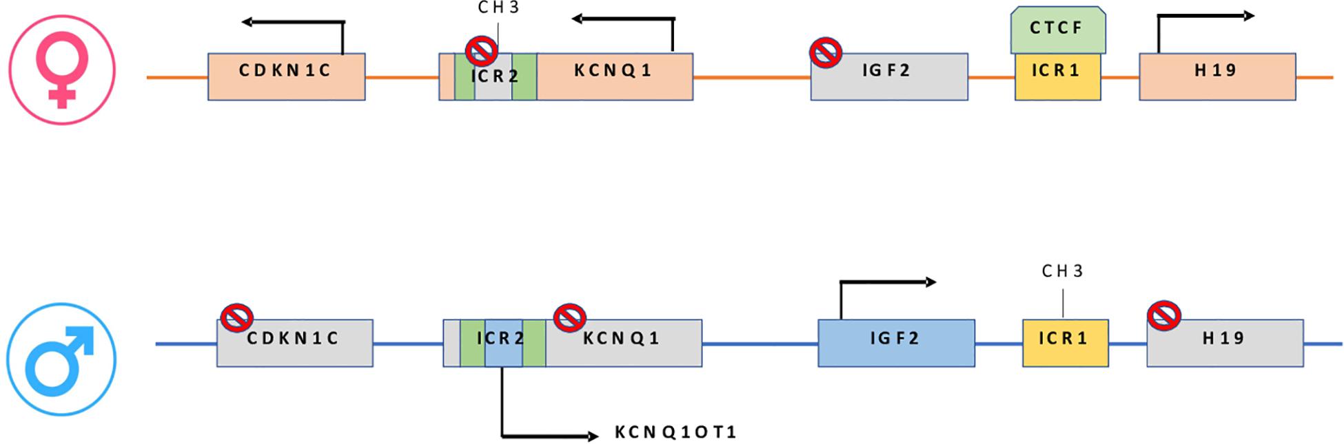 Frontiers Preclinical And Clinical Epigenetic Based Reconsideration Of Beckwith Wiedemann Syndrome Genetics