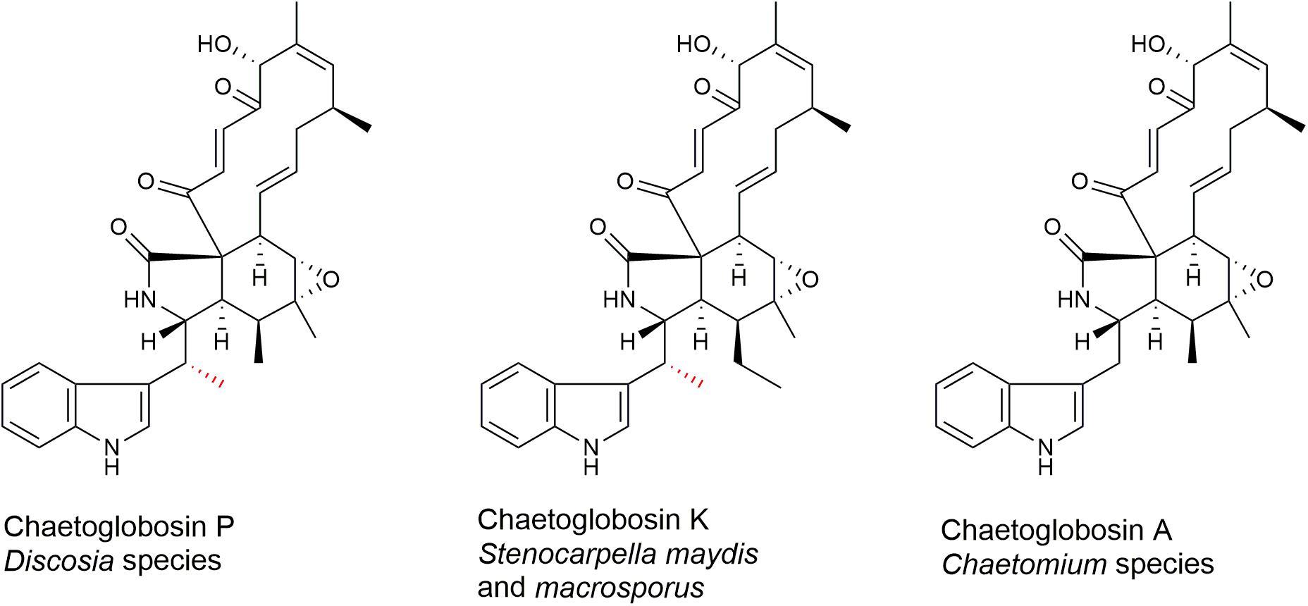Frontiers Identification of the Antifungal Metabolite Chaetoglobosin P From Discosia rubi Using a Cryptococcus neoformans Inhibition Assay Insights Into Mode of Action and Biosynthesis pic
