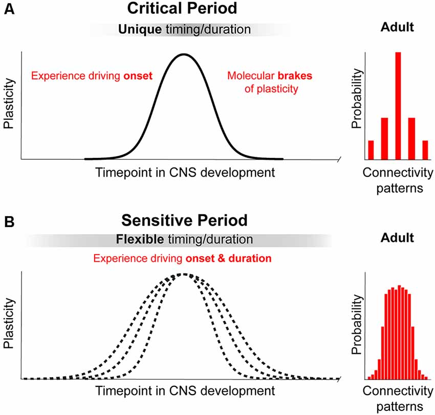 critical period hypothesis cognition