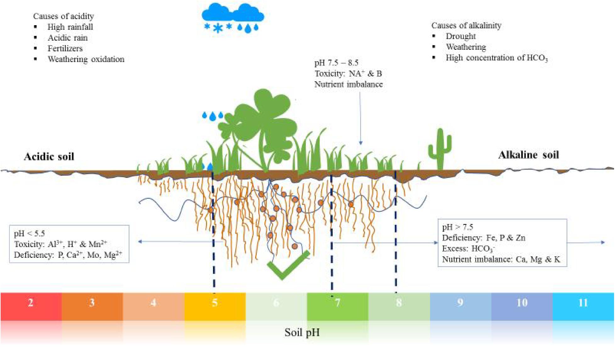 Frontiers | The Roles of Plant Growth Promoting Microbes in Enhancing Plant  Tolerance to Acidity and Alkalinity Stresses