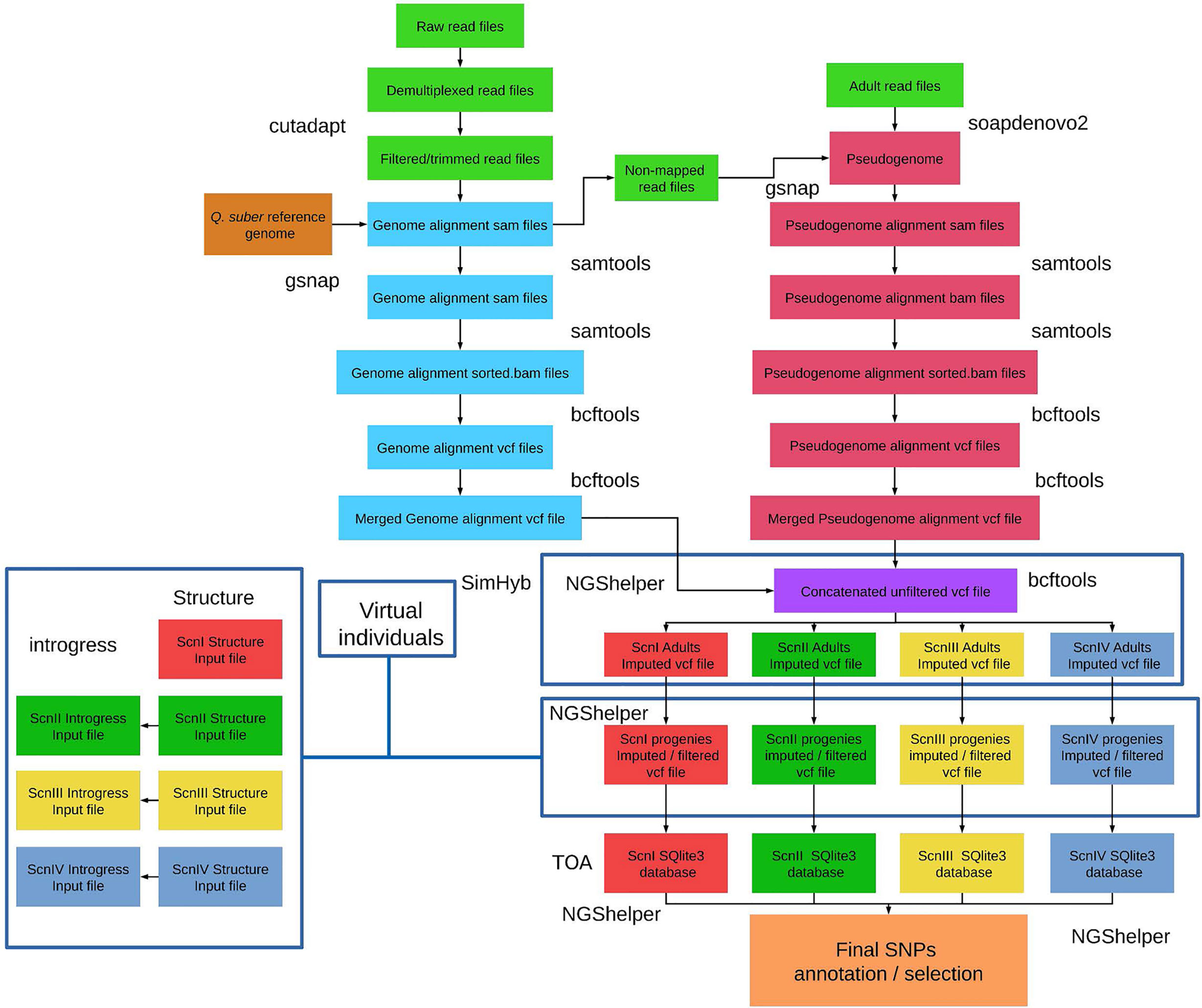 Frontiers Ddrad Sequencing Based Identification Of Genomic Boundaries And Permeability In Quercus Ilex And Q Suber Hybrids Plant Science