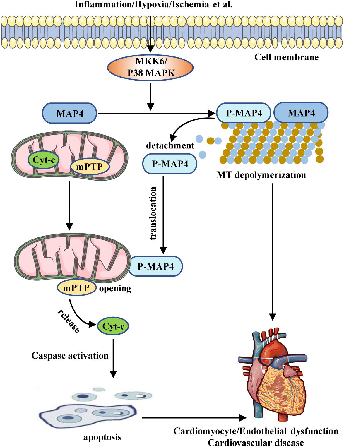 frontiers-map4-as-a-new-candidate-in-cardiovascular-disease