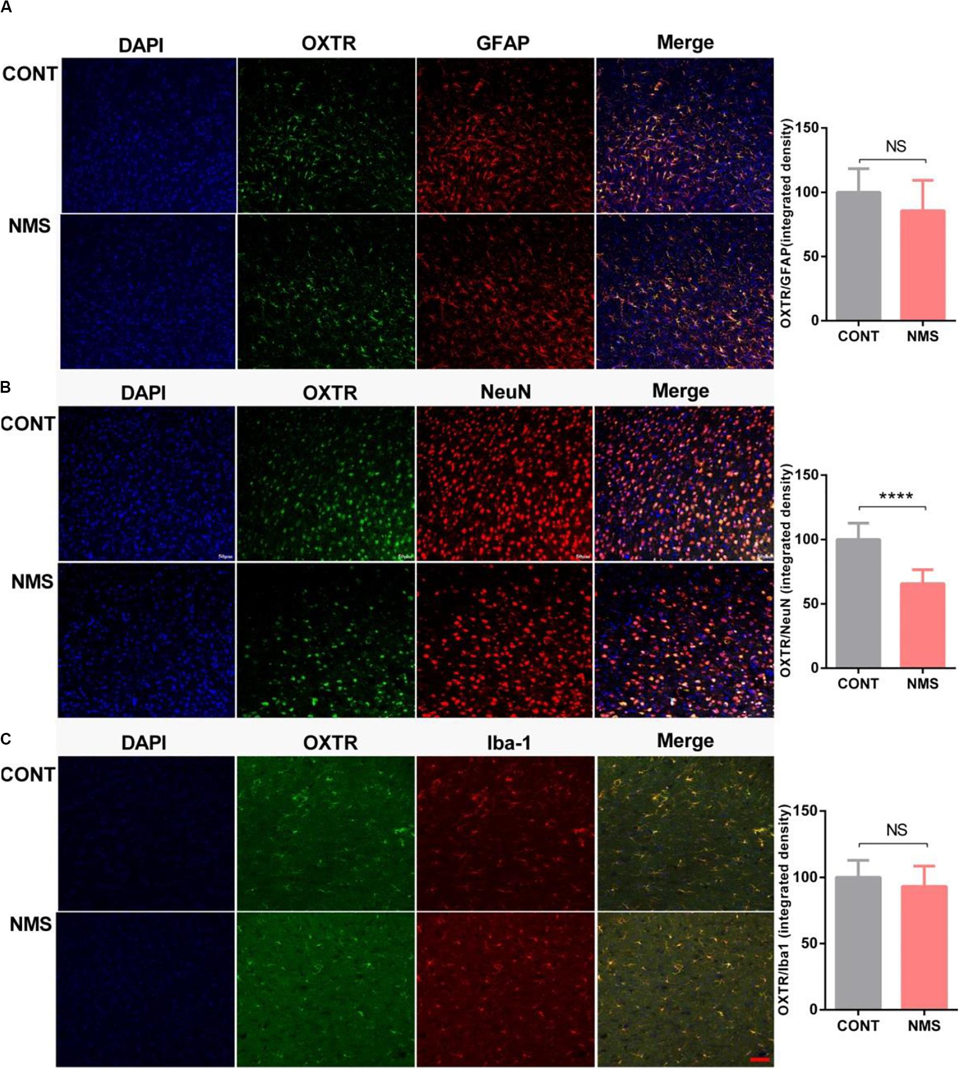 Frontiers | Involvement of Oxytocin Receptor/Erk/MAPK