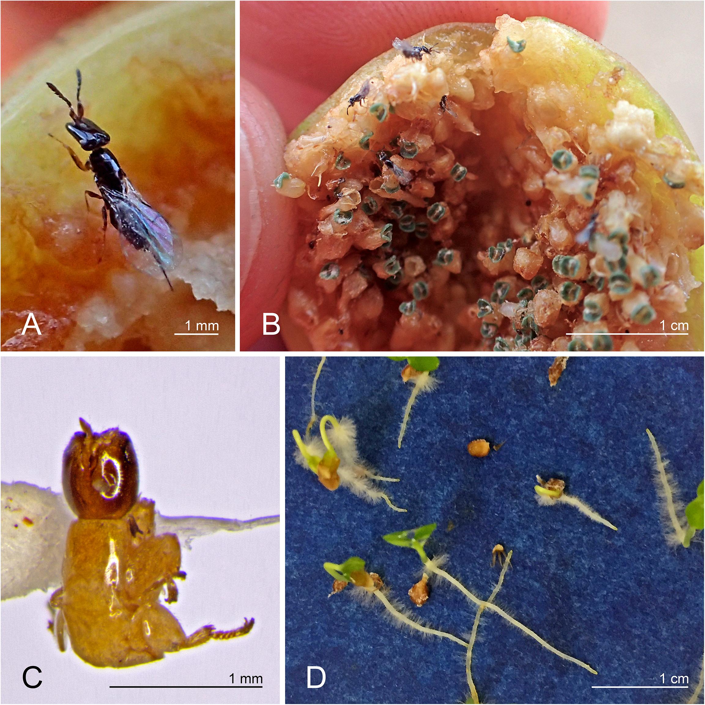 Shedding Light on the Secret Reproductive Lives of Honey Bees - College of  Agriculture and Life Sciences