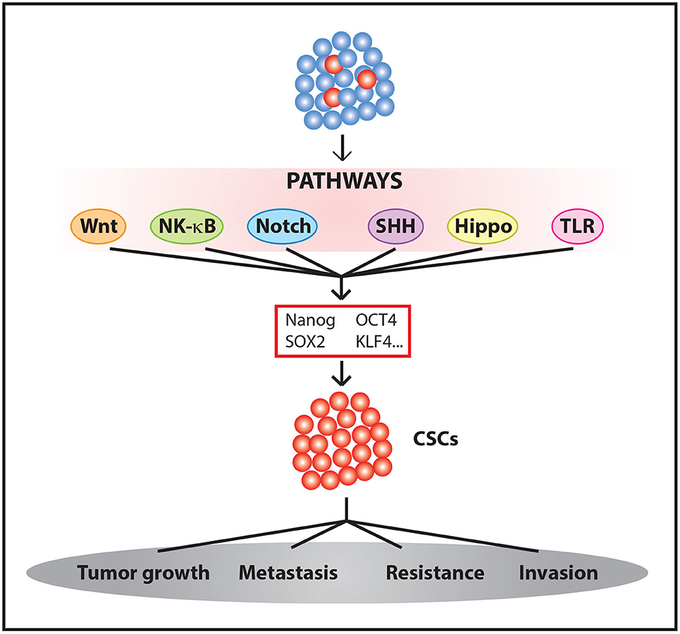 how can you get tested for covid 19 antibodies